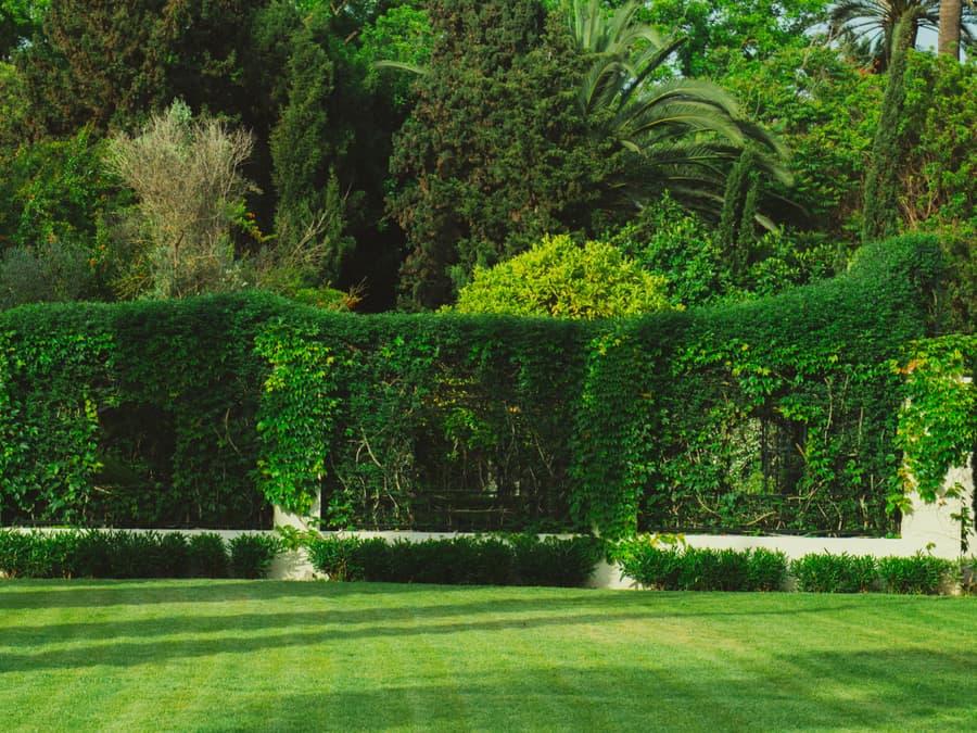 A manicured lawn bordered by dense, shaped greenery