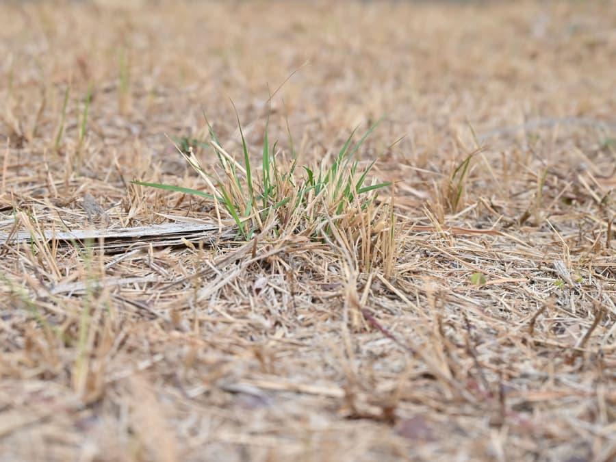 Dry, patchy grass with sparse green growth
