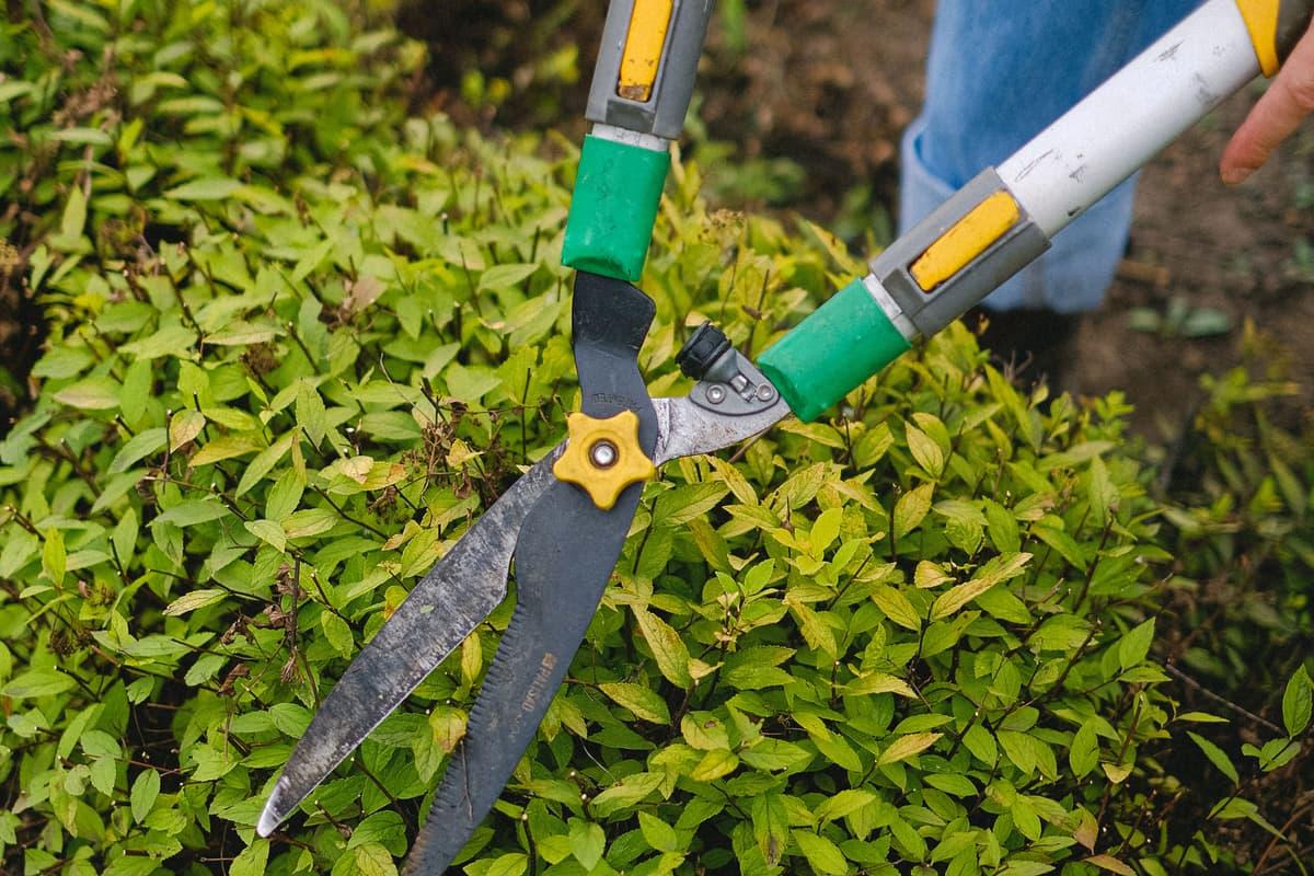 A worker shaping a hedge with a trimmer