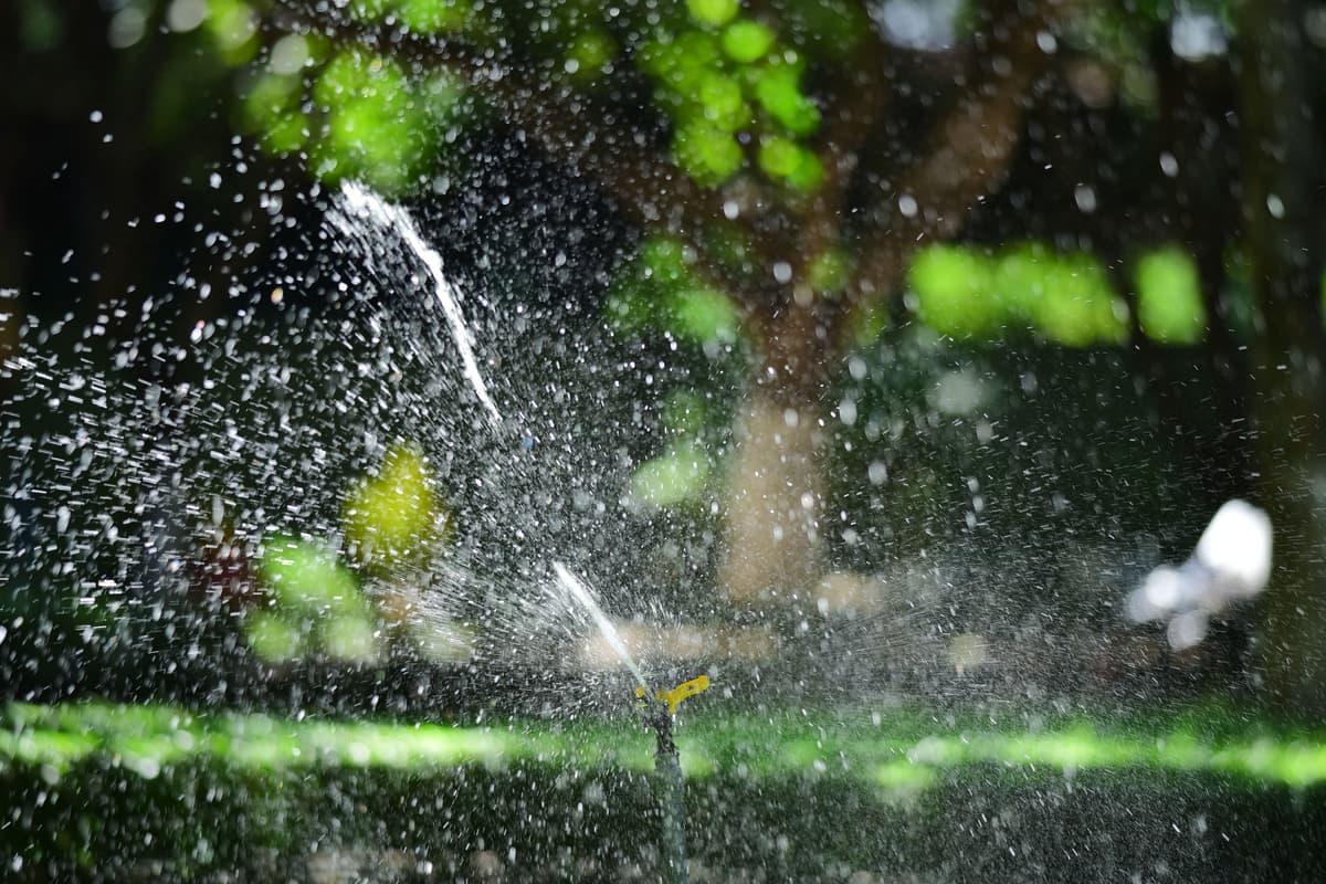 A sprinkler watering a lush green lawn in the sunlight